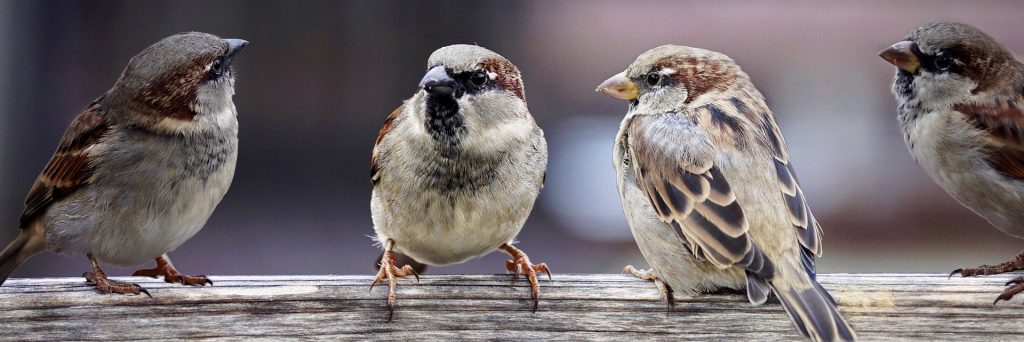 conexión pájaros naturaleza