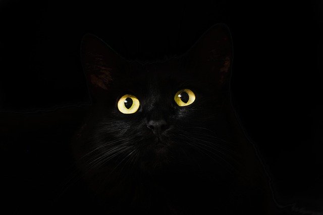 mirada ojos gato negro